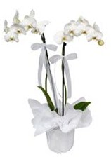 2 dall beyaz orkide  Konya iekiler 