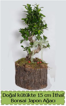 Doal ktkte thal bonsai japon aac  Konya 14 ubat sevgililer gn iek 