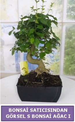 S dal erilii bonsai japon aac  Konya hediye sevgilime hediye iek 