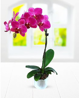Tek dall mor orkide  Konya hediye sevgilime hediye iek 