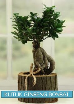 Ktk aa ierisinde ginseng bonsai  Konya cicekciler , cicek siparisi 