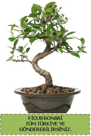 Ficus bonsai  Konya cicekciler , cicek siparisi 