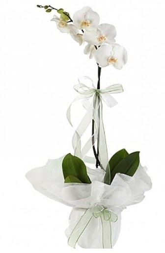 Tekli Beyaz Orkide  Konya iek maazas , ieki adresleri 