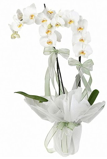 ift Dall Beyaz Orkide  Konya iek , ieki , iekilik 