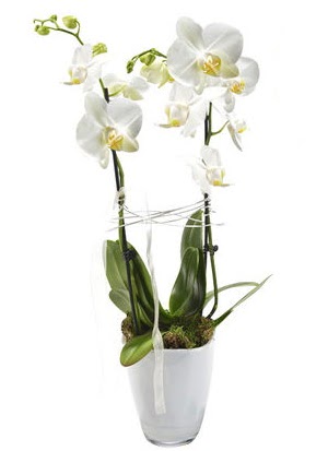 2 dall beyaz seramik beyaz orkide sakss  Konya cicekciler , cicek siparisi 