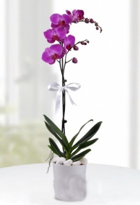 Tek dall saksda mor orkide iei  Konya online ieki , iek siparii 