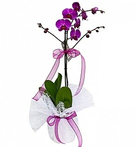 Tek dall saksda ithal mor orkide iei  Konya online ieki , iek siparii 
