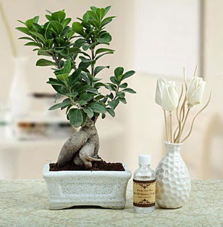 Ginseng ficus bonsai  Konya online ieki , iek siparii 