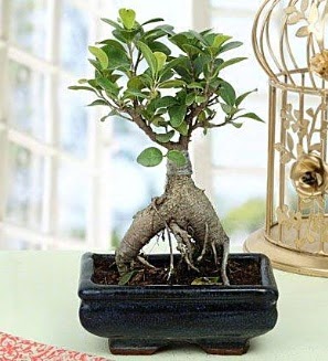 Appealing Ficus Ginseng Bonsai  Konya iek , ieki , iekilik 