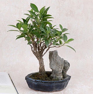 Japon aac Evergreen Ficus Bonsai  Konya cicekciler , cicek siparisi 