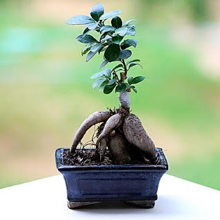 Marvellous Ficus Microcarpa ginseng bonsai  Konya nternetten iek siparii 