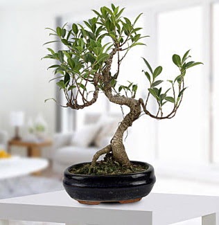 Gorgeous Ficus S shaped japon bonsai  Konya internetten iek siparii 