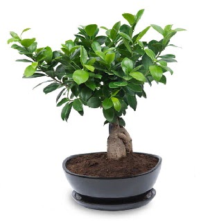 Ginseng bonsai aac zel ithal rn  Konya yurtii ve yurtd iek siparii 