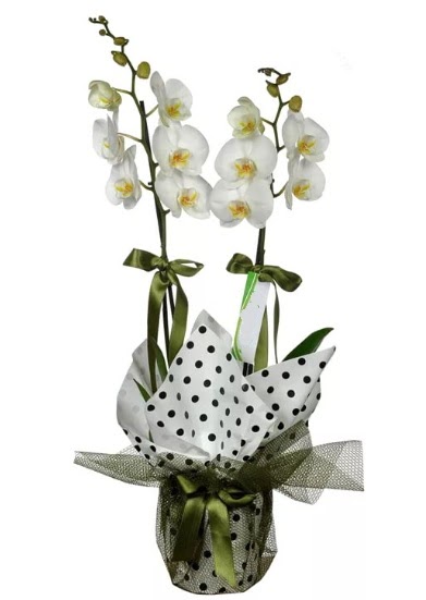 ift Dall Beyaz Orkide  Konya iek sat 
