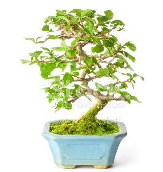 S zerkova bonsai ksa sreliine  Konya cicek , cicekci 