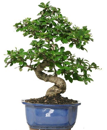 21 ile 25 cm aras zel S bonsai japon aac  Konya anneler gn iek yolla 