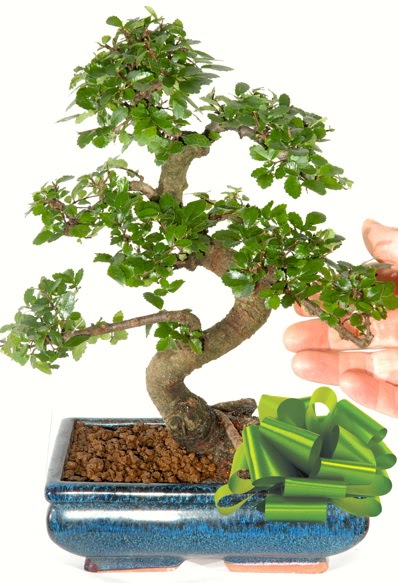 Yaklak 25 cm boyutlarnda S bonsai  Konya gvenli kaliteli hzl iek 