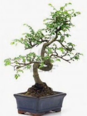 S gvde bonsai minyatr aa japon aac  Konya hediye sevgilime hediye iek 