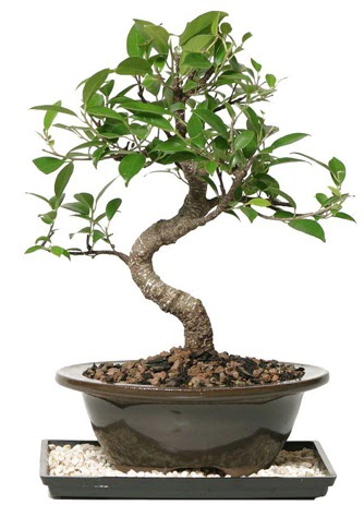 Altn kalite Ficus S bonsai  Konya anneler gn iek yolla  Sper Kalite