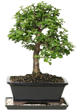 15 cm civar Zerkova bonsai bitkisi  Konya gvenli kaliteli hzl iek 