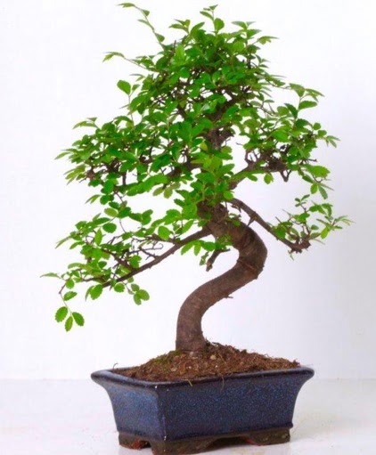 S gvdeli bonsai minyatr aa japon aac  Konya cicekciler , cicek siparisi 
