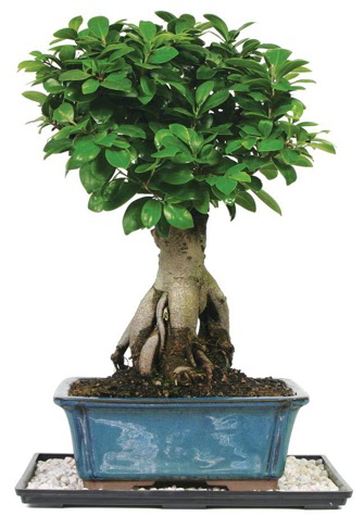 Bonsai Ginsing Grafted Ficus Bonsai  Konya uluslararas iek gnderme 
