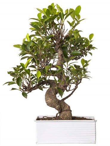 Exotic Green S Gvde 6 Year Ficus Bonsai  Konya cicekciler , cicek siparisi 