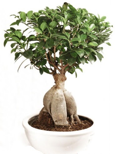 Ginseng bonsai japon aac ficus ginseng  Konya cicek , cicekci 