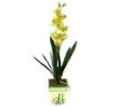 zel Yapay Orkide Sari  Konya online iek gnderme sipari 