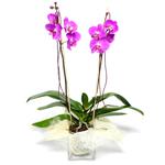  Konya hediye sevgilime hediye iek  Cam yada mika vazo ierisinde  1 kk orkide