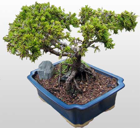 ithal bonsai saksi iegi  Konya kaliteli taze ve ucuz iekler 