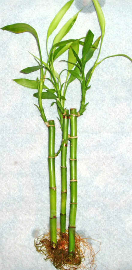 Lucky Bamboo 3 adet vazo hediye edilir   Konya iek yolla 