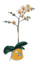  Konya iek gnderme sitemiz gvenlidir  Phalaenopsis Orkide ithal kalite
