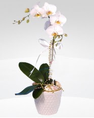 1 dall orkide saks iei  Konya iek siparii vermek 