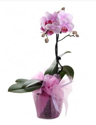 1 dal pembe orkide saks iei  Konya internetten iek sat 