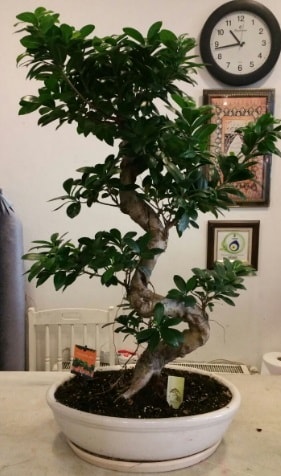 100 cm yksekliinde dev bonsai japon aac  Konya cicek , cicekci 