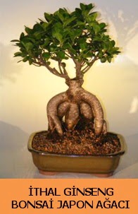 thal japon aac ginseng bonsai sat  Konya cicek , cicekci 