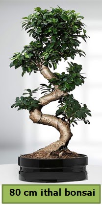 80 cm zel saksda bonsai bitkisi  Konya anneler gn iek yolla 