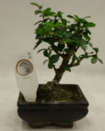 Kk minyatr bonsai japon aac  Konya 14 ubat sevgililer gn iek 