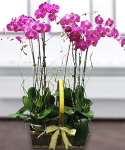 7 dall mor lila orkide  Konya cicekciler , cicek siparisi 