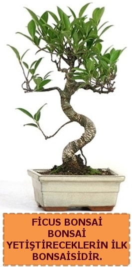 Ficus bonsai 15 ile 25 cm arasndadr  Konya uluslararas iek gnderme 